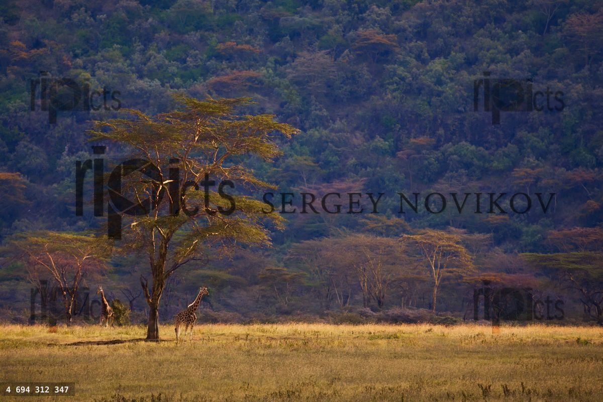 Giraffe and trees in African Kenya savannah