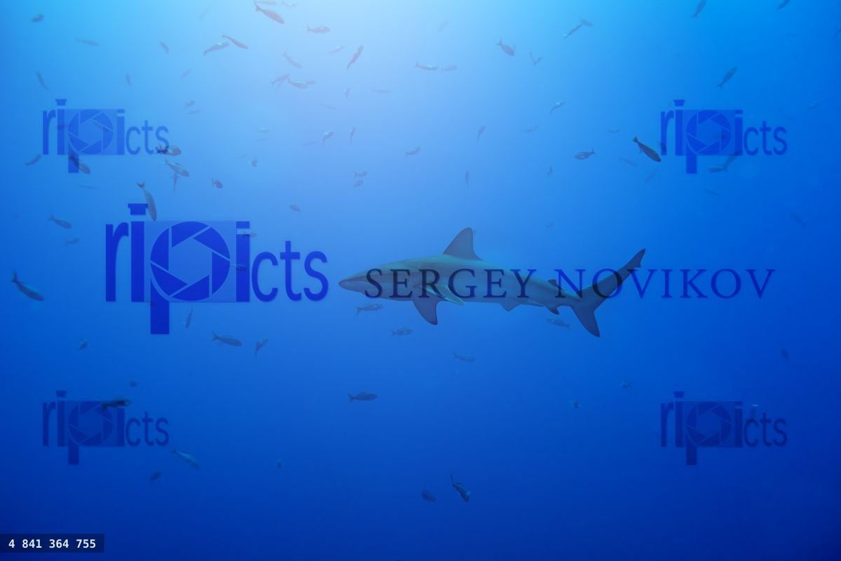 Galapagos or requiem shark view from the side