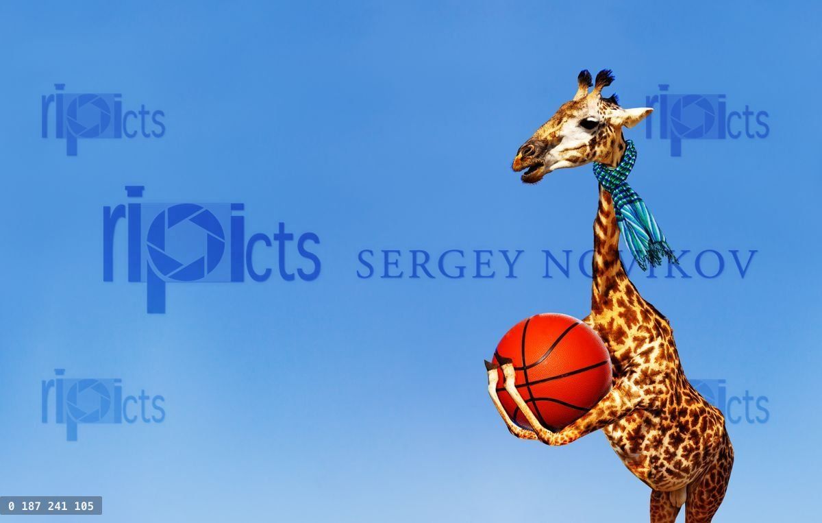 Giraffe with basketball in scarf ball on blue sky