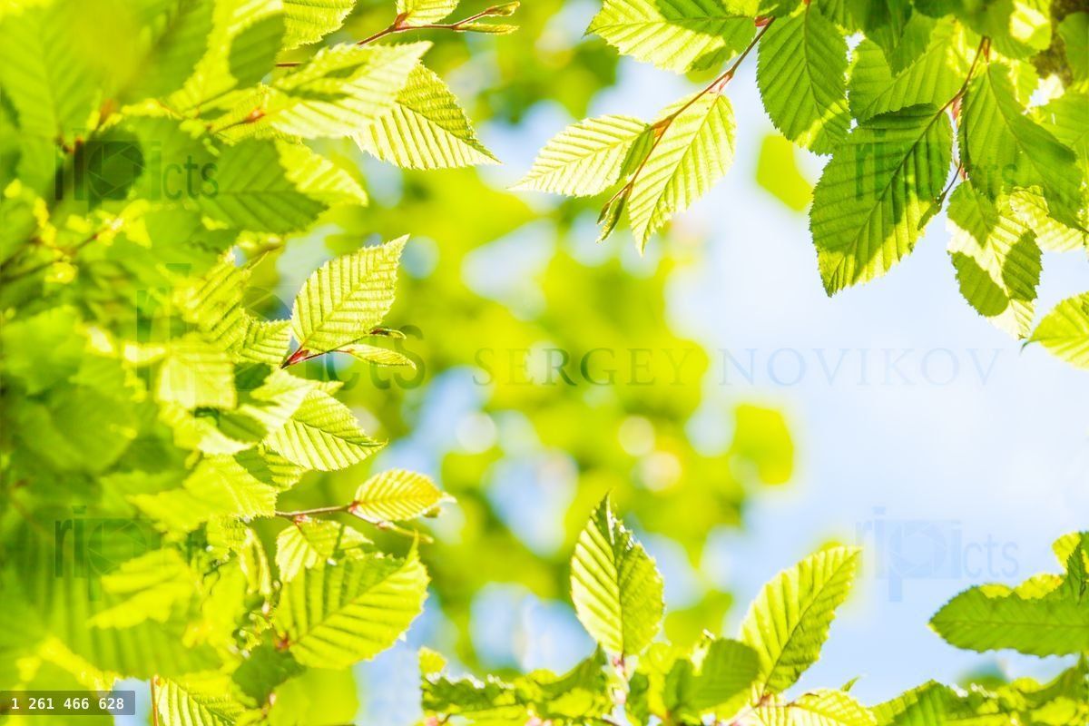 Young spring nut tree