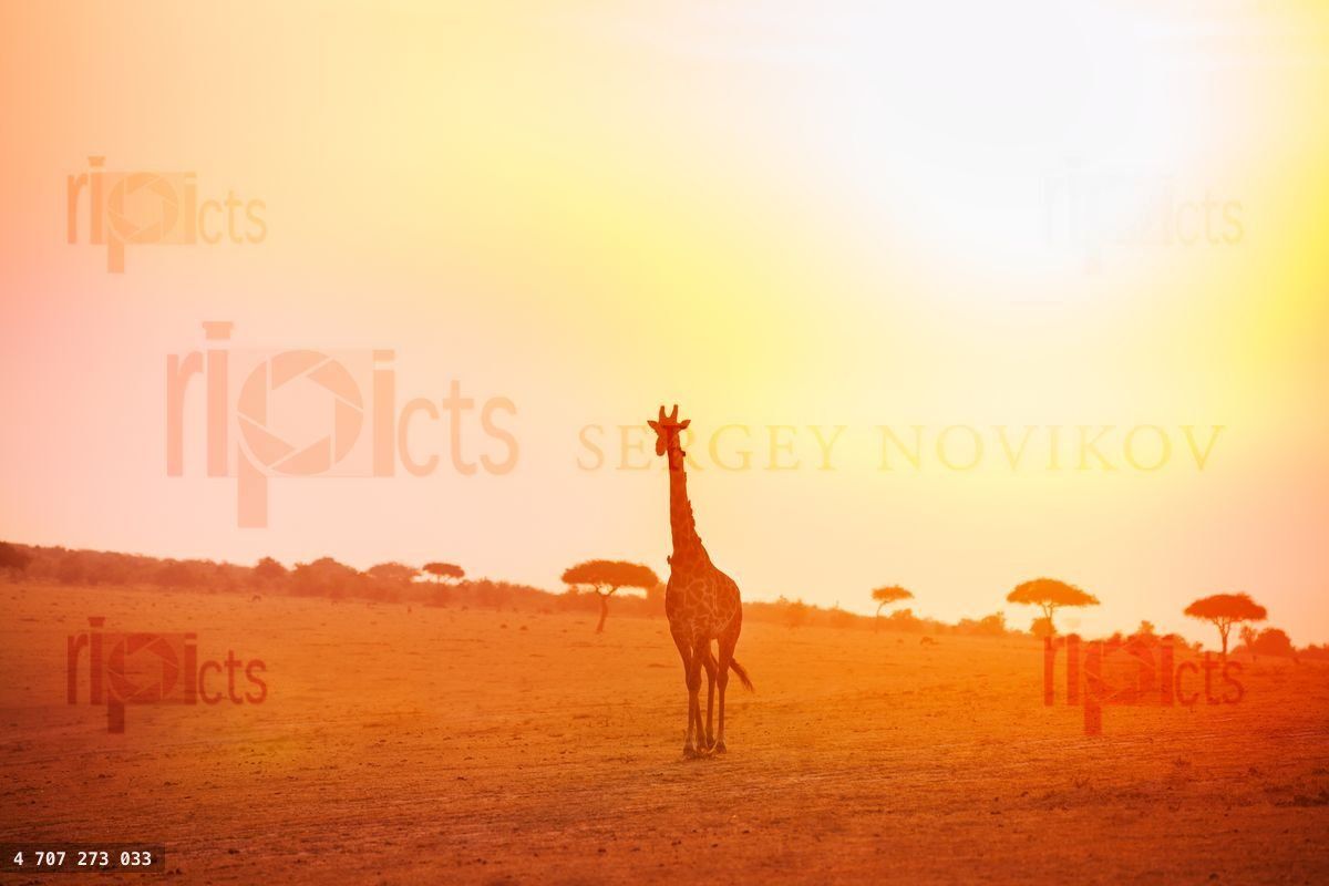 Giraffe walking in the evening light over savannah