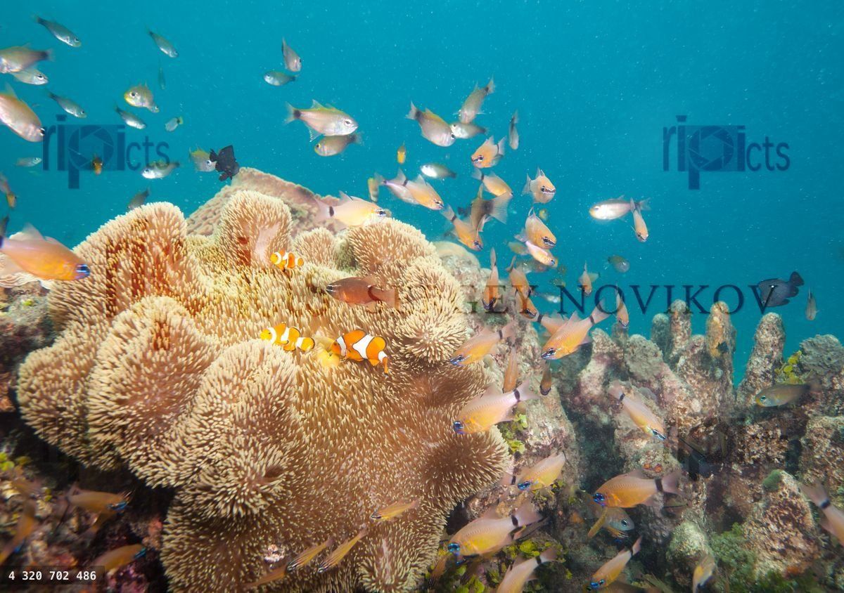busy life on coral reef