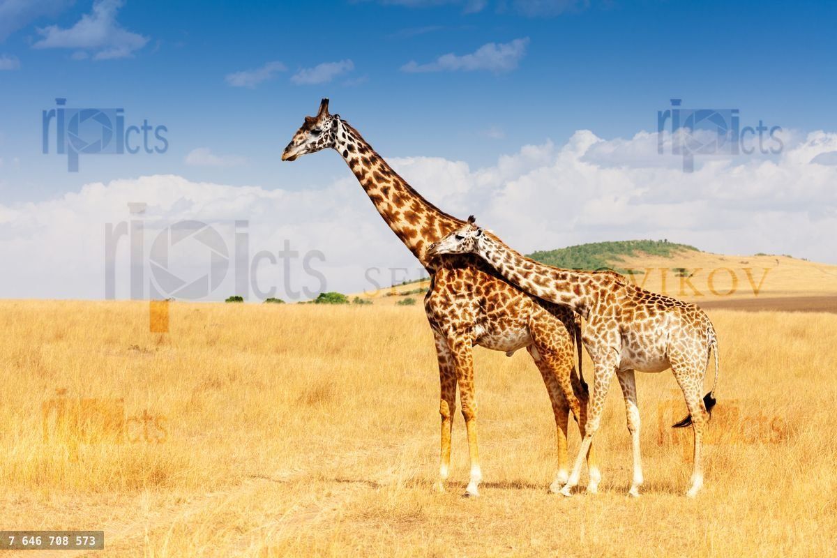Giraffe and calf standing together in savanna