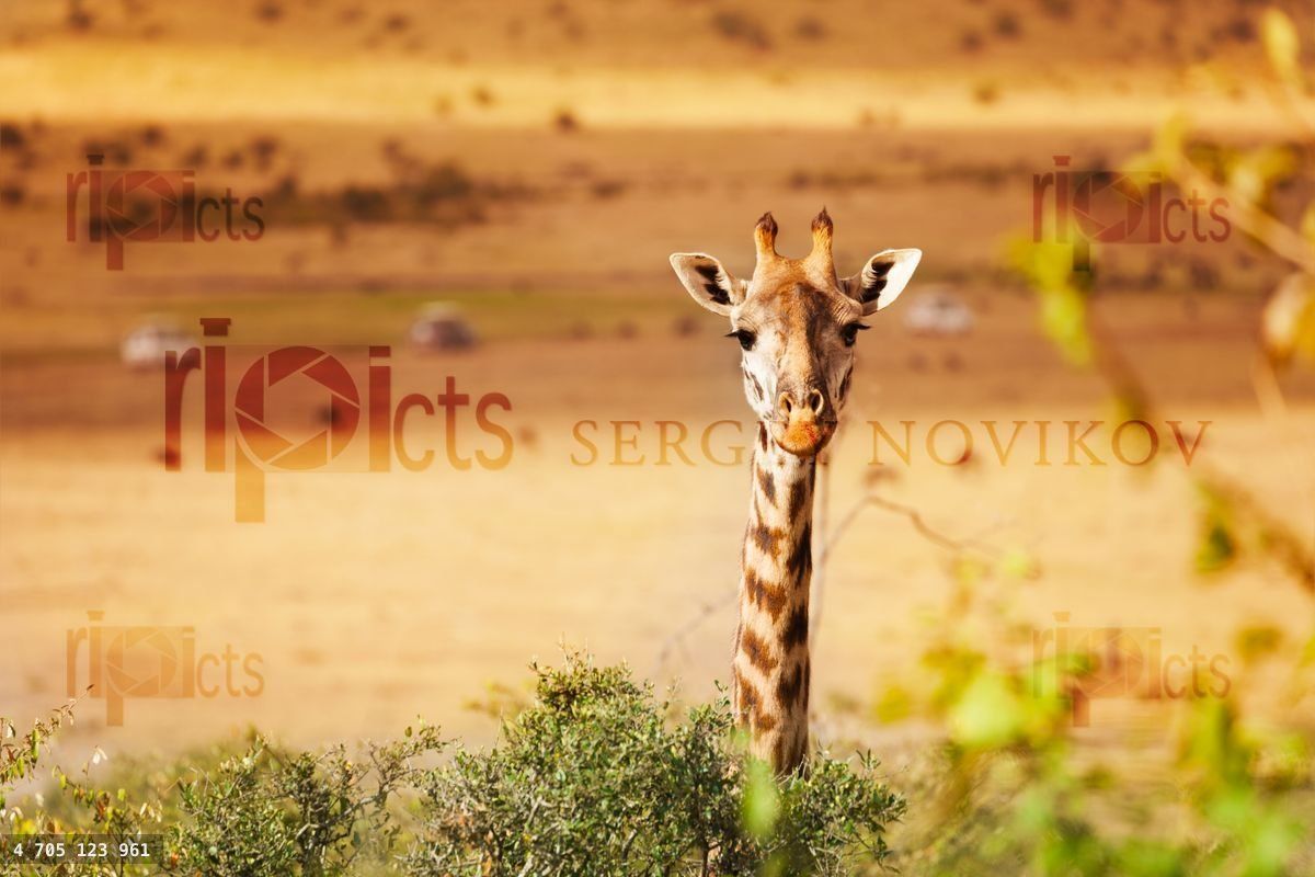 Giraffe head looking out of the bush