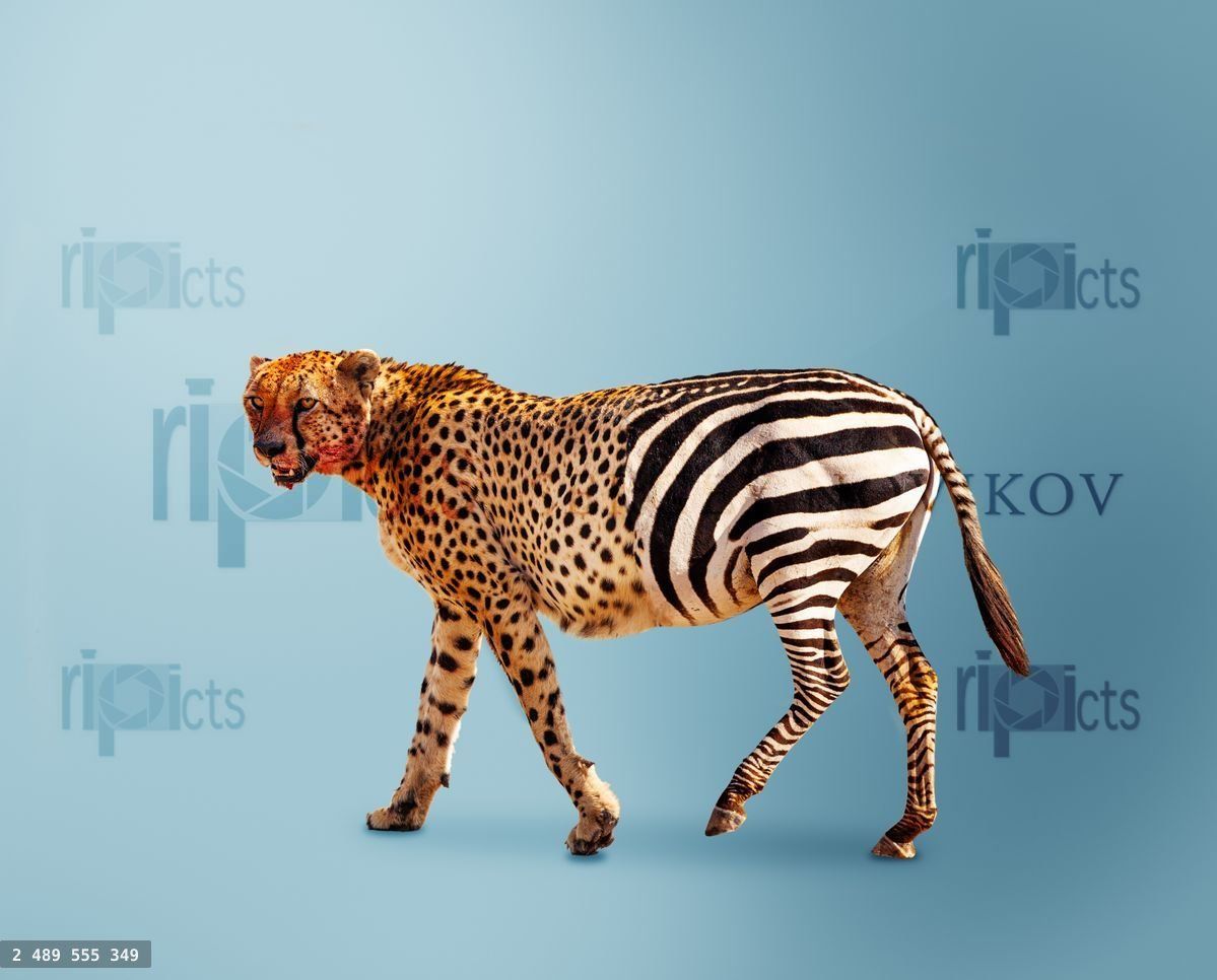 Half cheetah partially zebra predator vs herbivore
