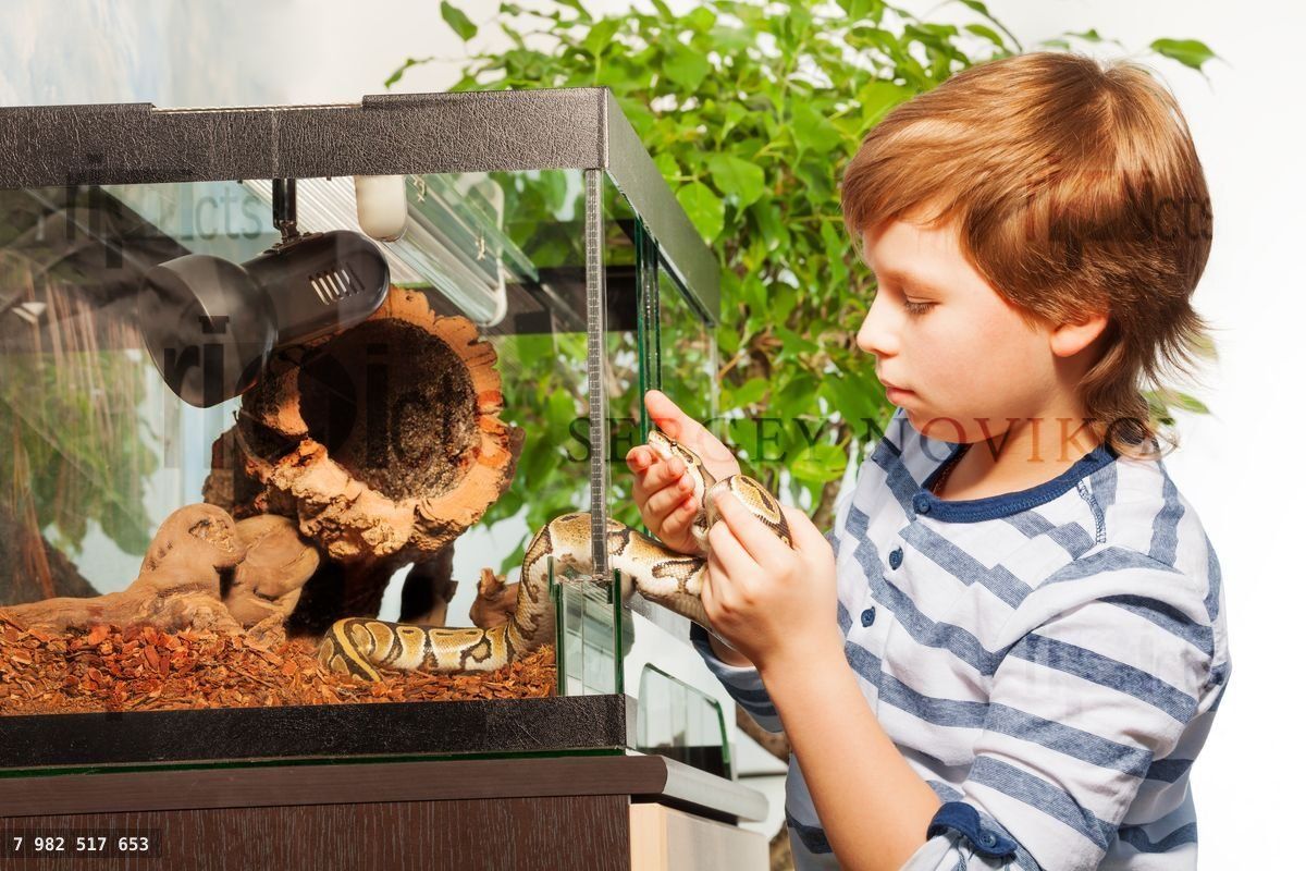 Brave boy gets Royal python out of terrarium