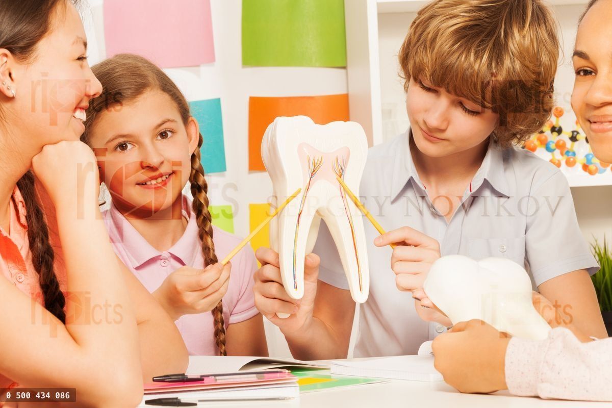 Four teens studying tooth structure at classroom