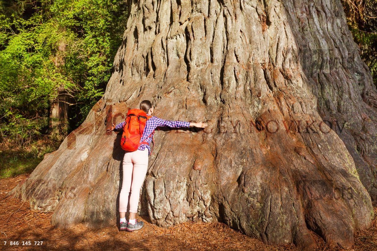 Woman embraces big tree in Redwood California