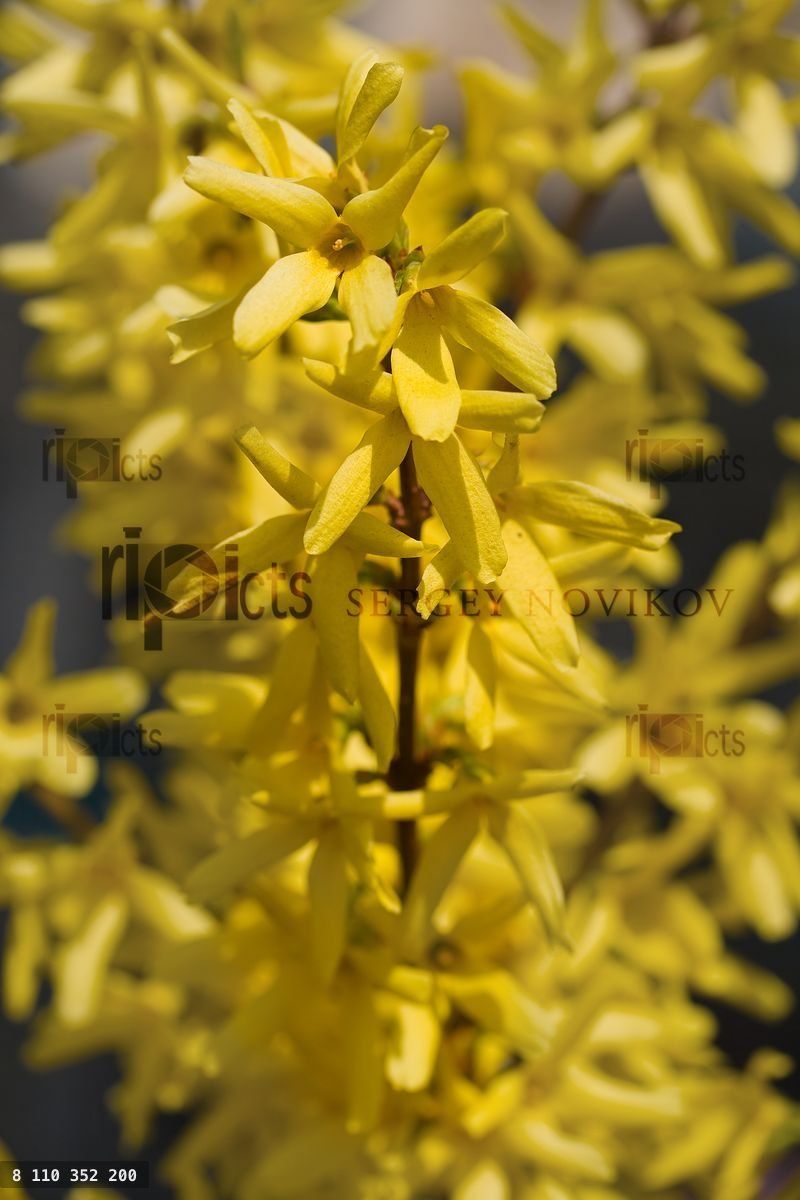 Yellow flowers