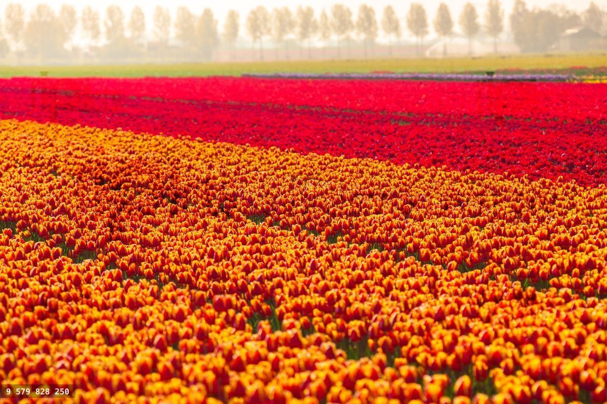 Colorful tulip fields in summer time, Netherlands