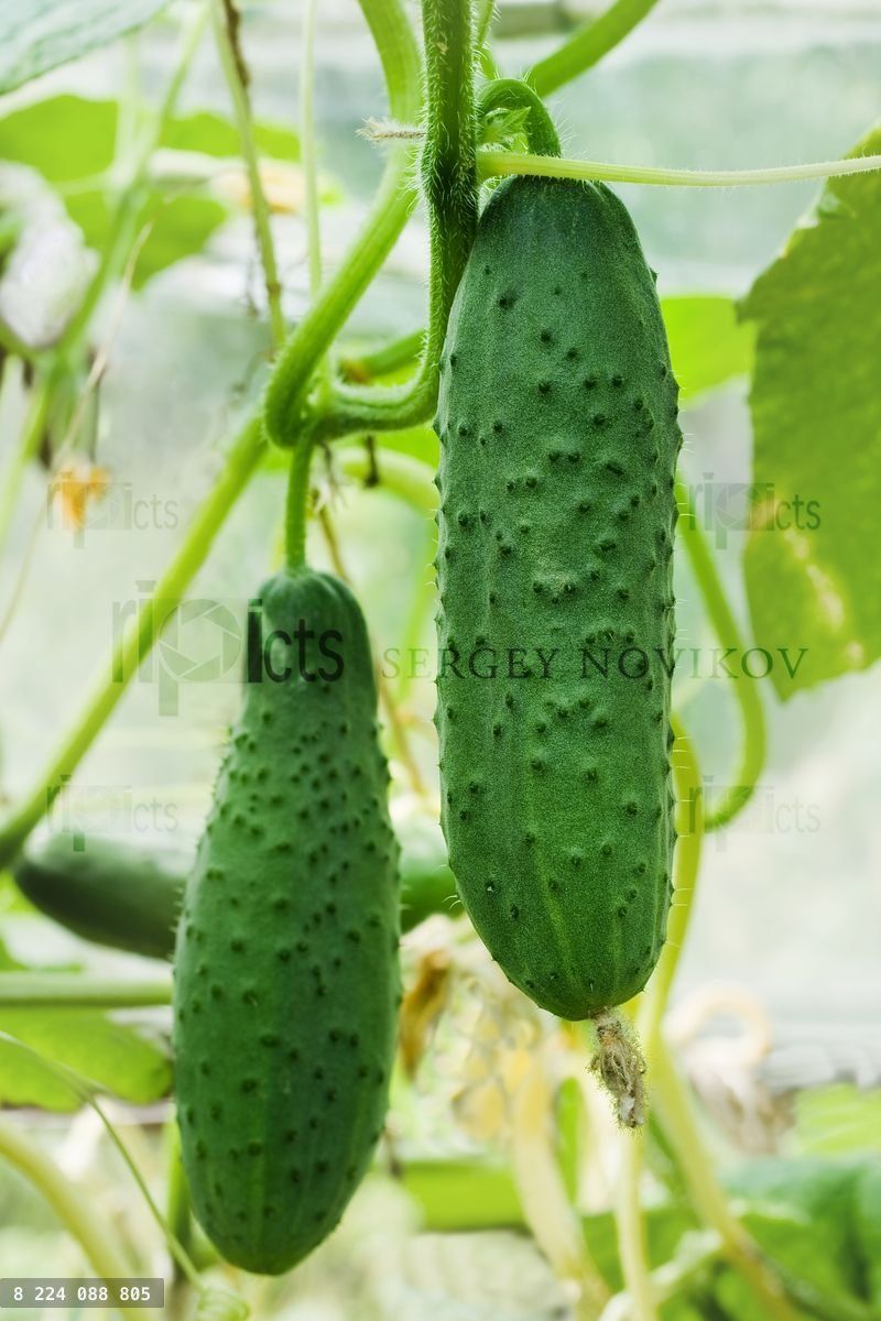 cucumbers growing on a vine