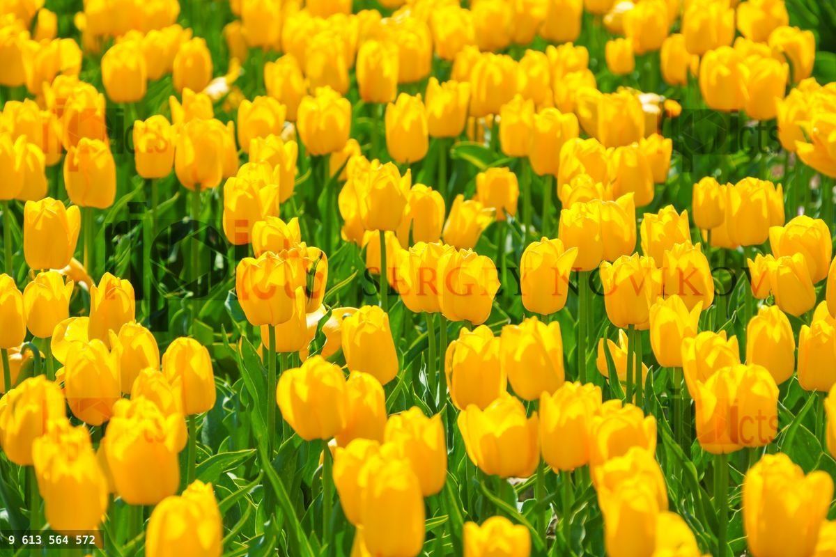 Close up view of bright beautiful yellow tulips