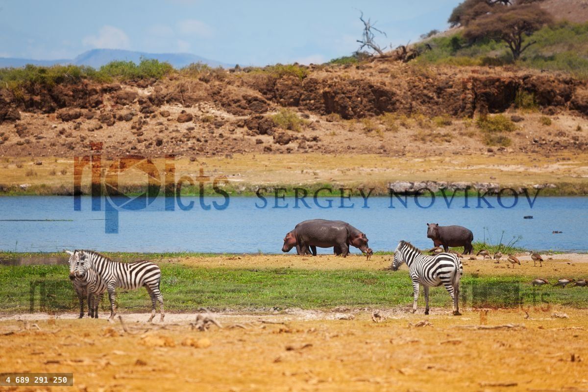 Zebras and hippopotamus stand near the lake