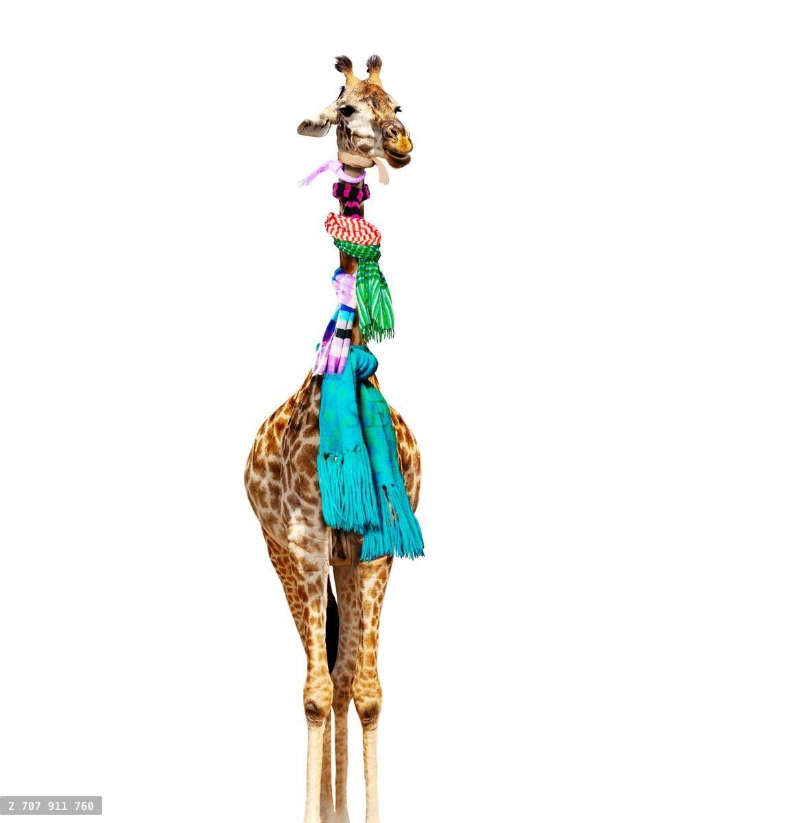 Giraffe look cold and ill with many scarfs on neck