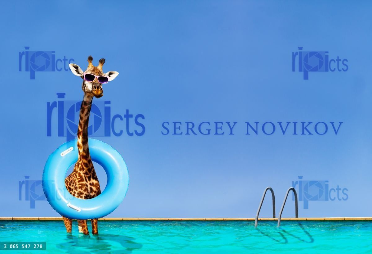 Giraffe stand inside the pool with inflatable ring