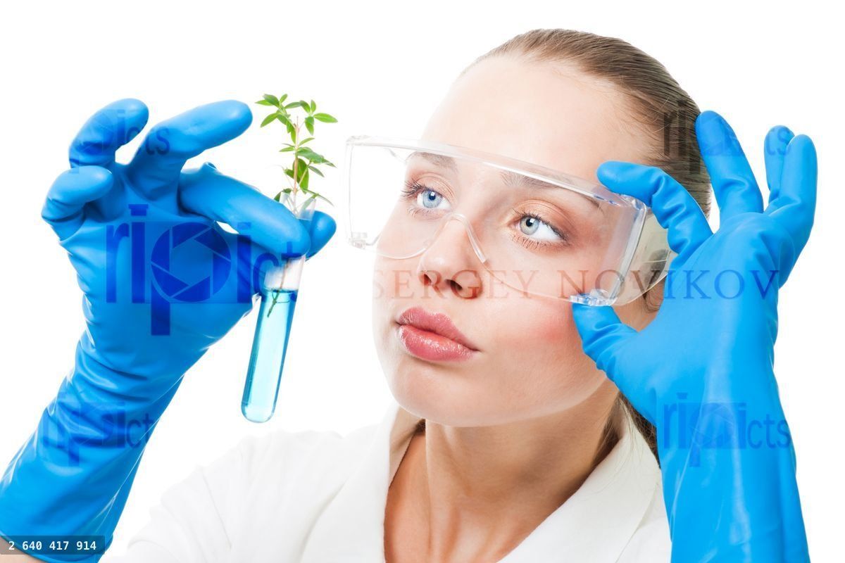 genetic modified plant