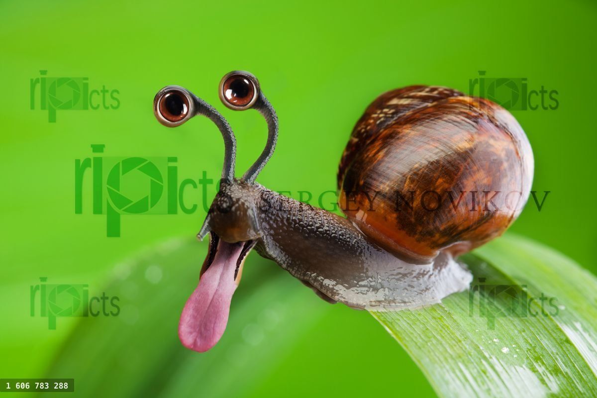 Funny snail with cartoon eyes and stick out tongue