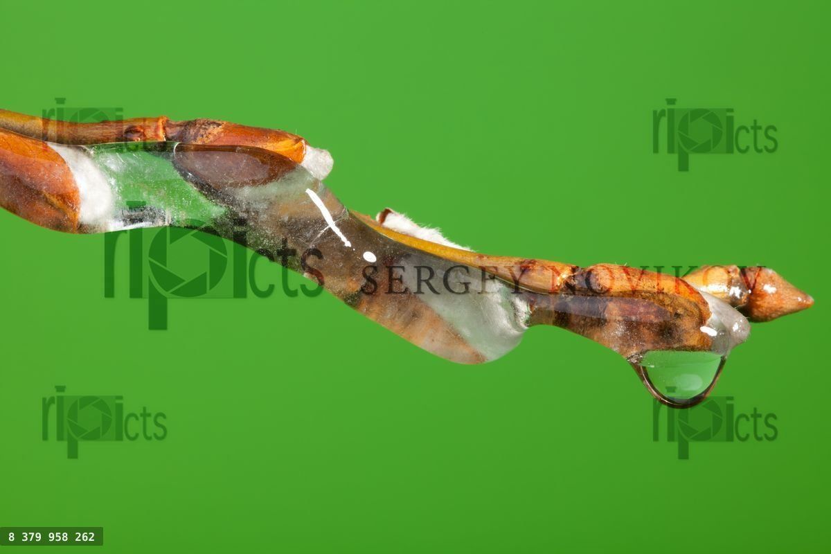 Frozen twig with melting ice