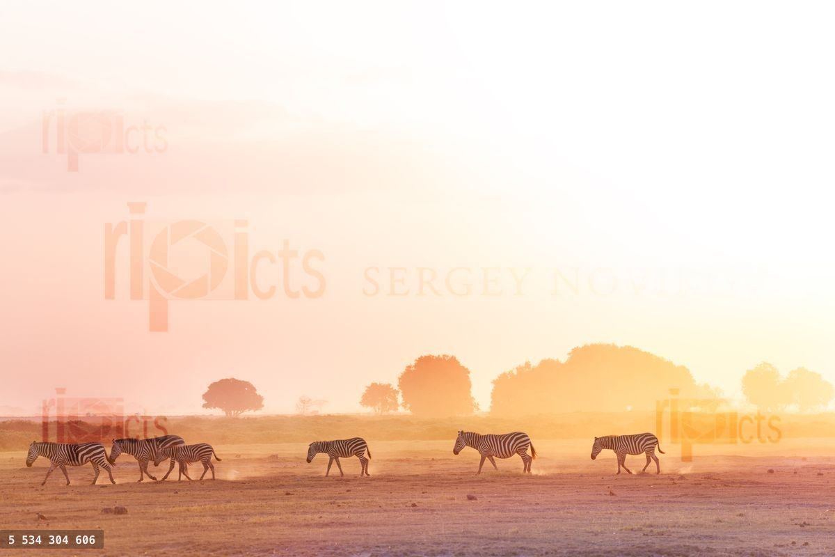Zebras herd walking on savanna at sunset, Africa