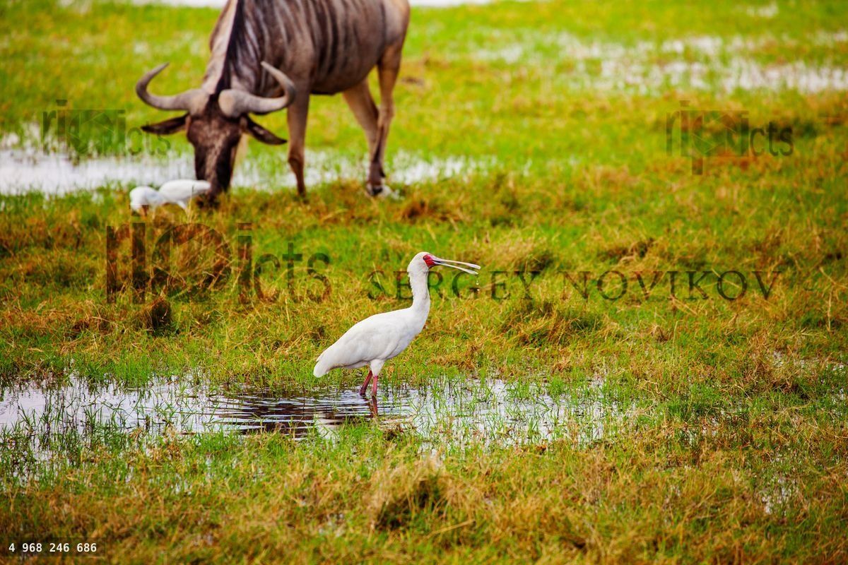 Yellow billed stork Ibis and wild beast animal