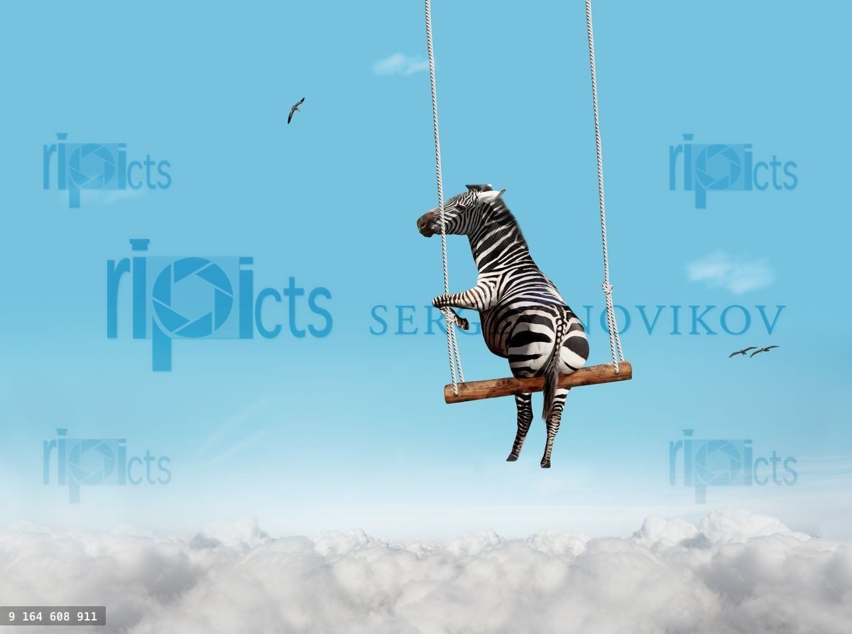 Zebra swinging on swing bar over blue sky with clouds