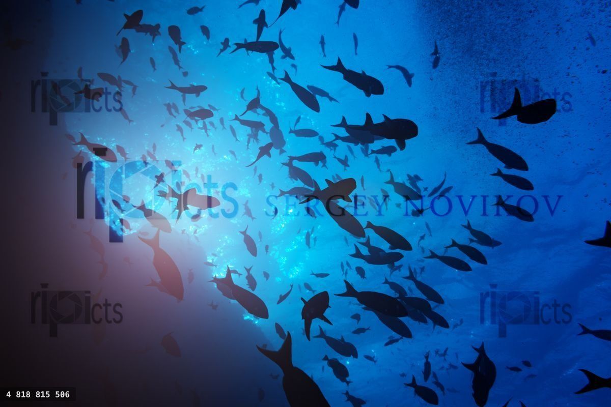 Big group of small fishes swim against surface