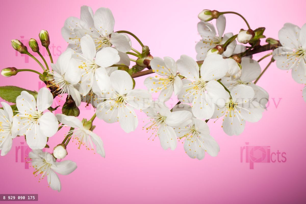 Cherry tree branch with spring white flowers