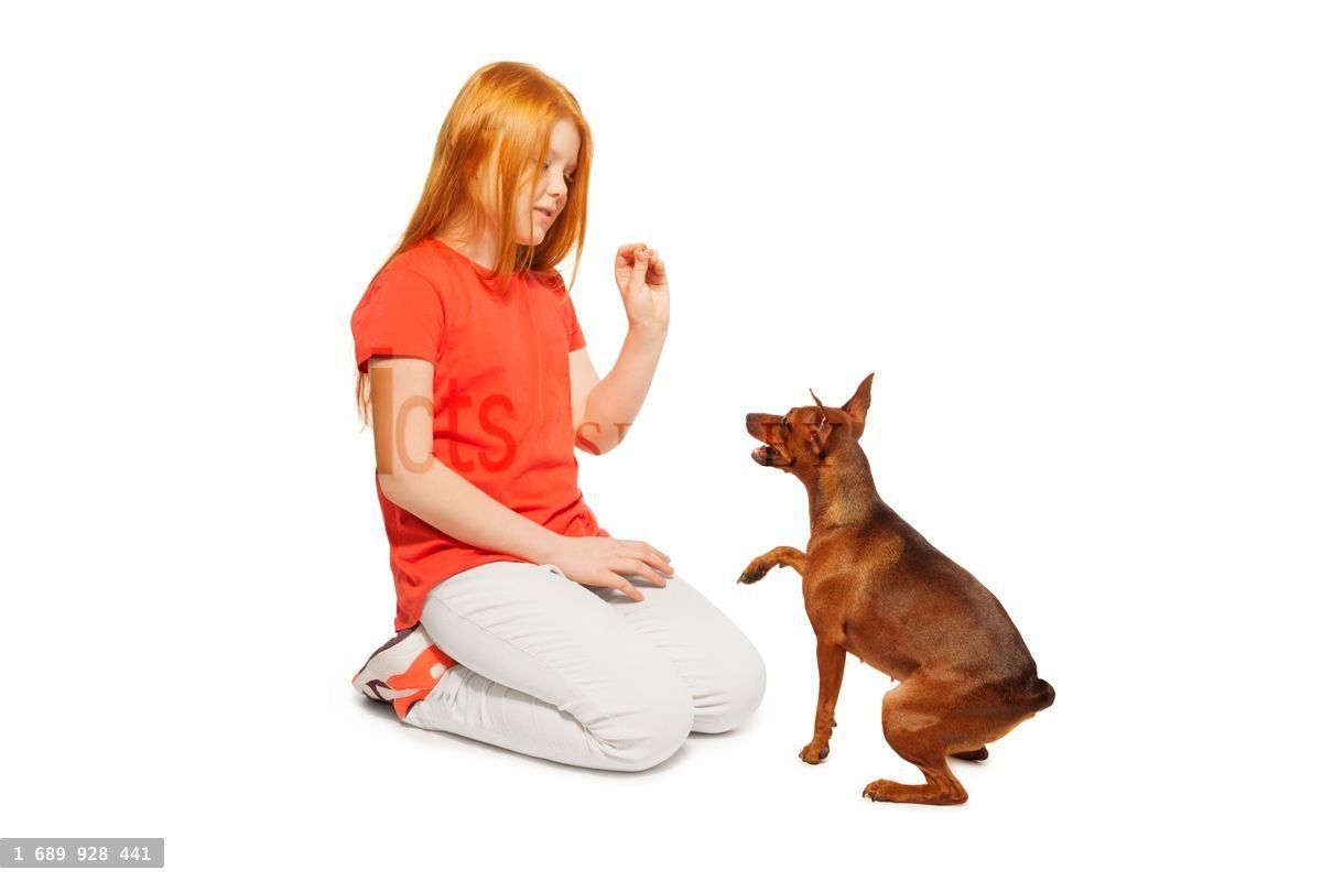 Ginger girl training her lovely pet