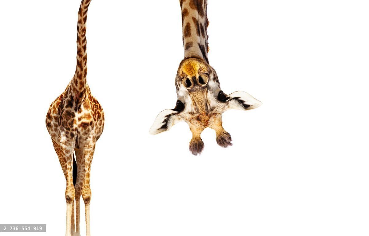 Giraffe with long head look upside down on white