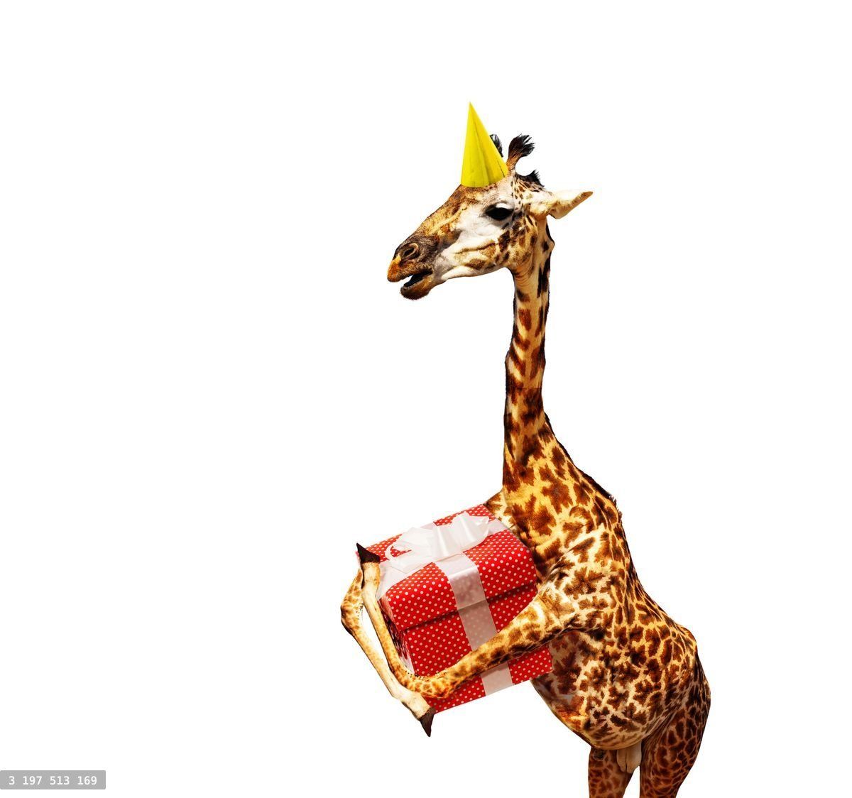 Giraffe with birthday present and cap on white