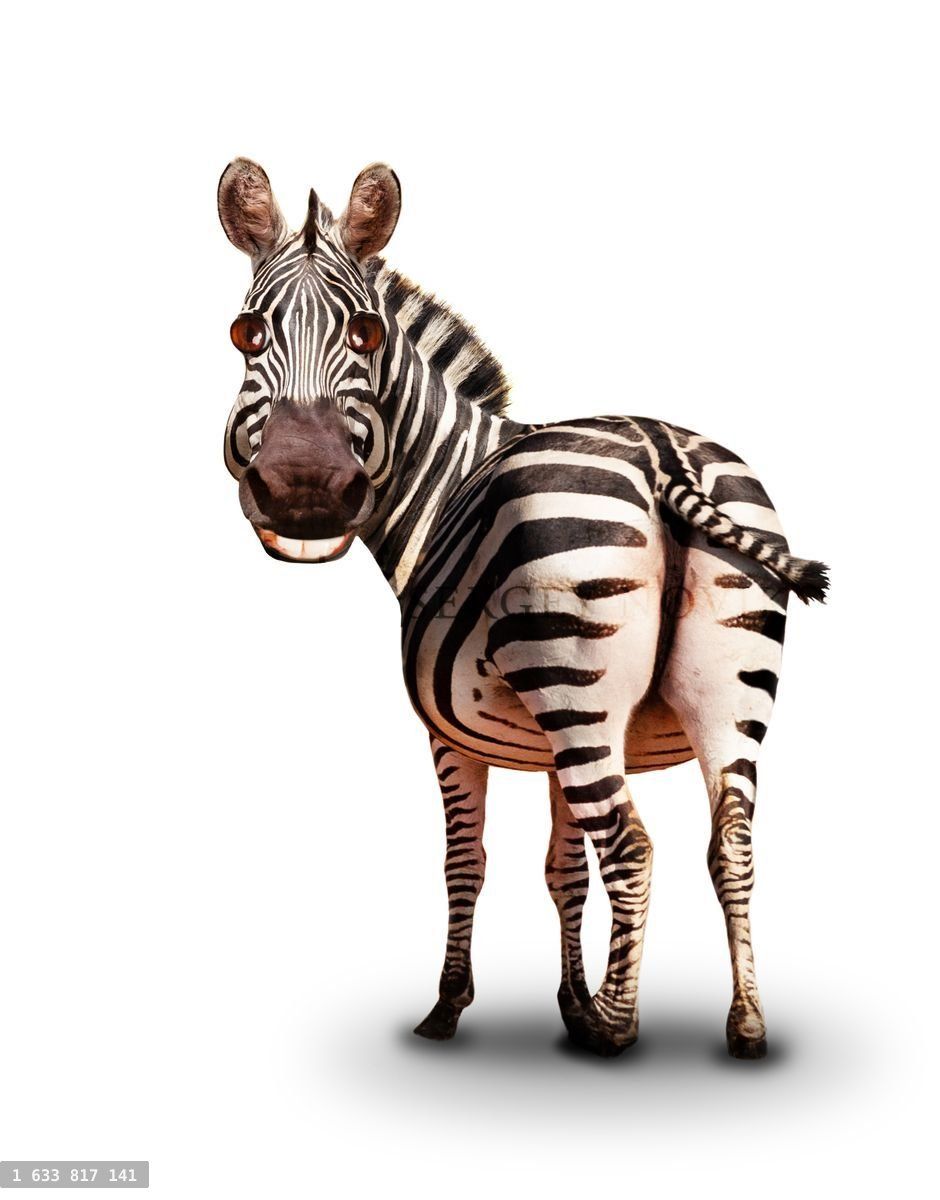 Funny smiling zebra looking back illustration like