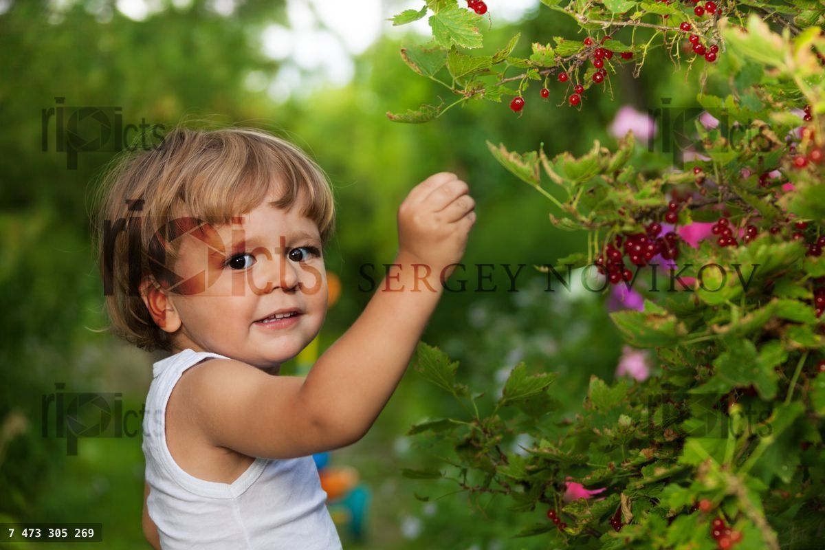 funny kid picking up red currants