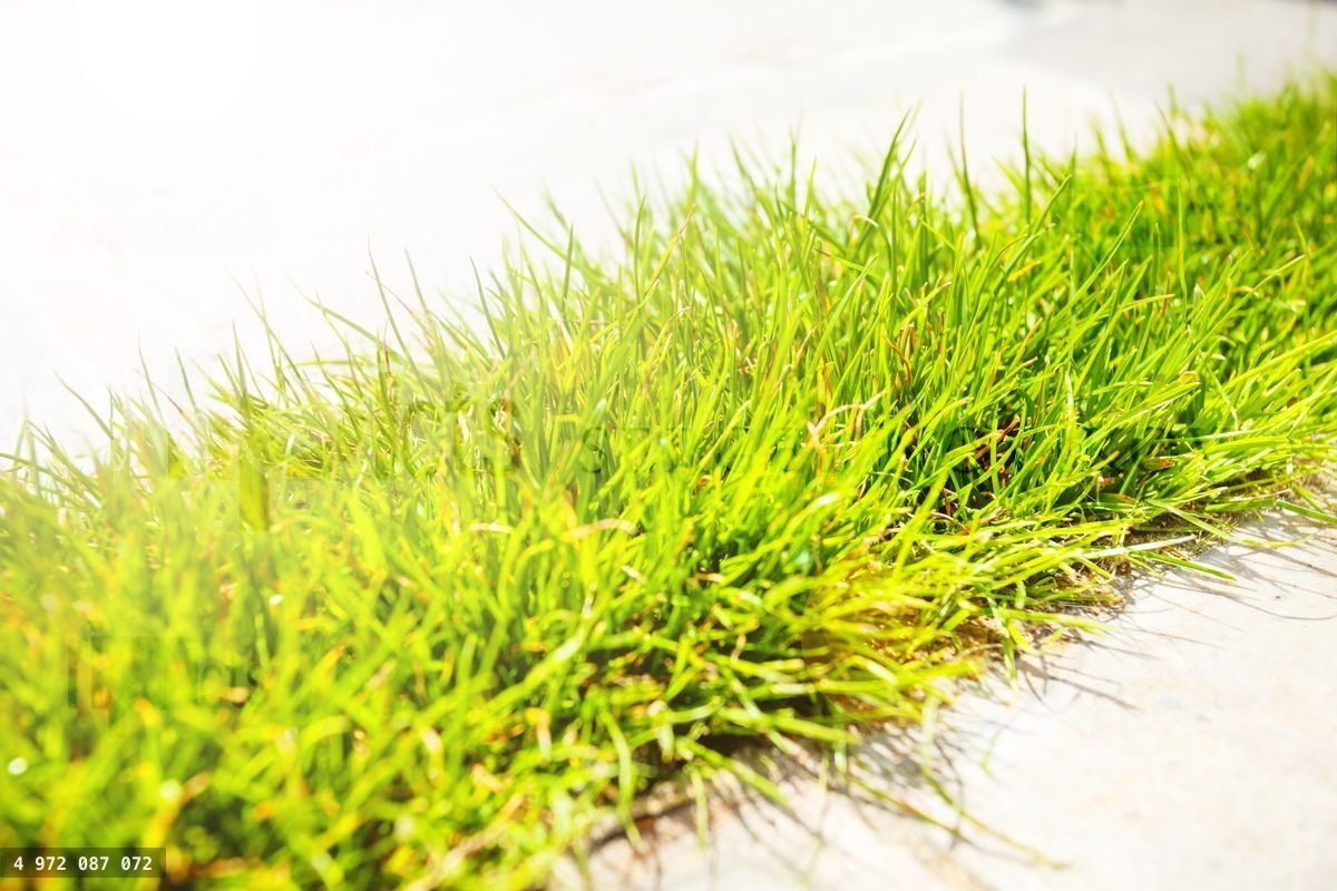 Close up of grass used to hide drain for rainwater