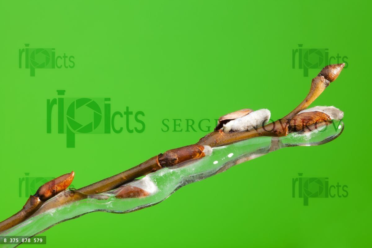 frozen twig with buds