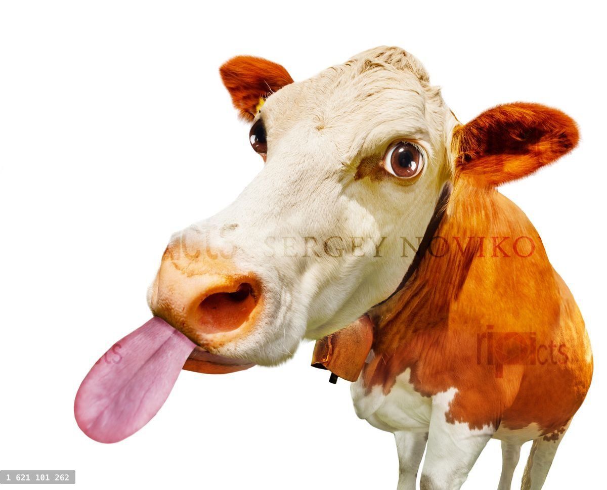Funny head of the cow with stick out tongue