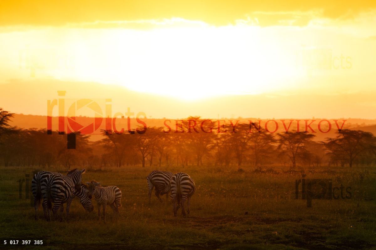 Zebras with orange savanna background in Kenya