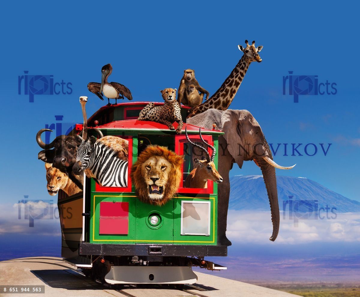 Zoo animals in the tram over Kilimanjaro mountain