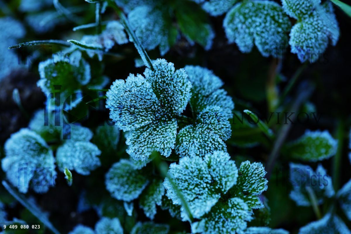 Frozen grass leaves on the lawn at winter day