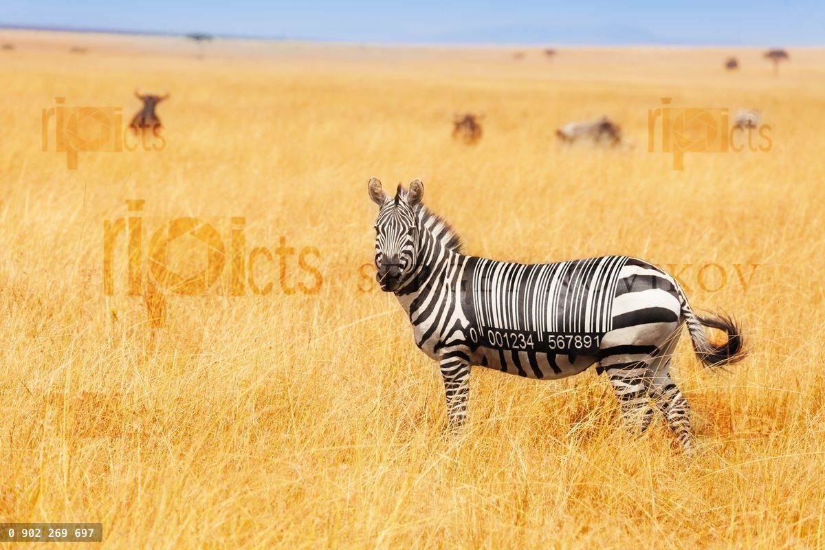 Zebra with QR code on the back concept in field