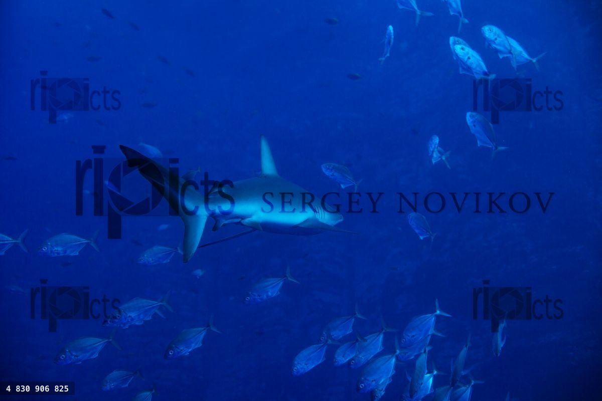 Galapagos or requiem shark swim in school of fish