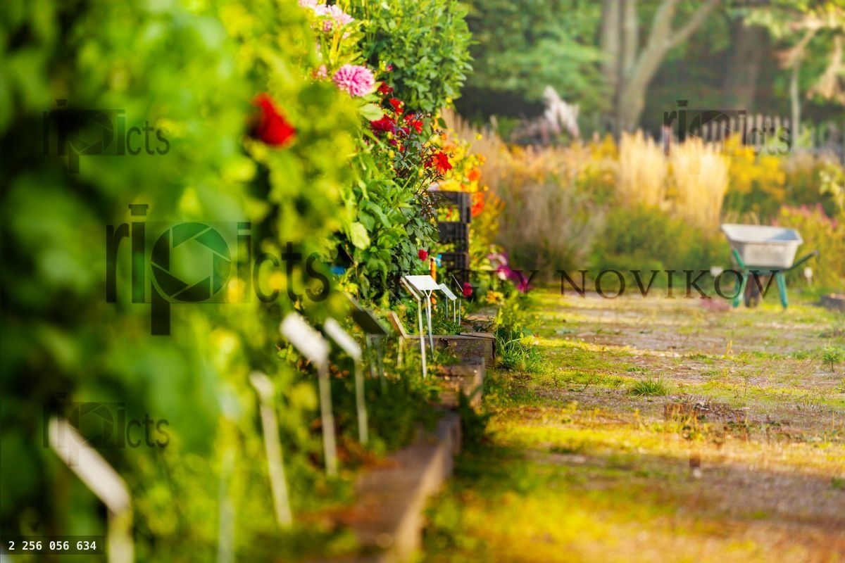 Garden with different dahlia flower bushes of red and pink