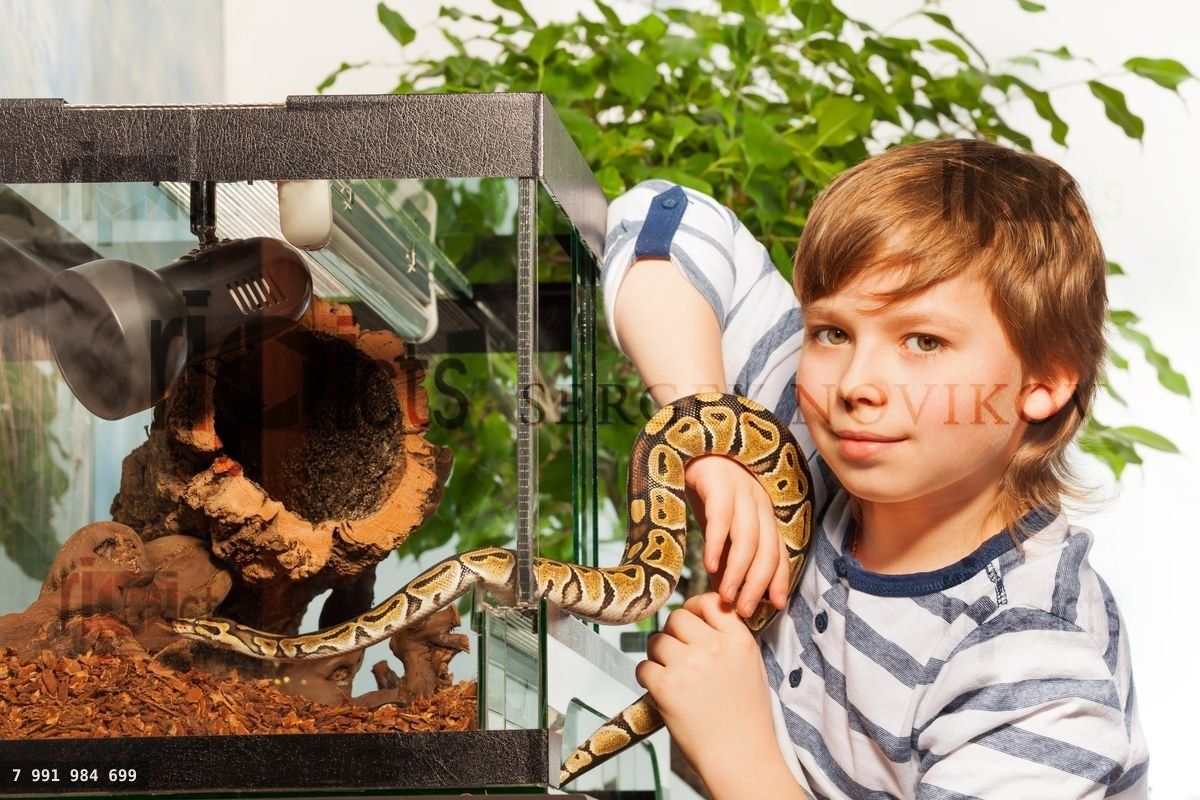 Young boy holding small Royal python