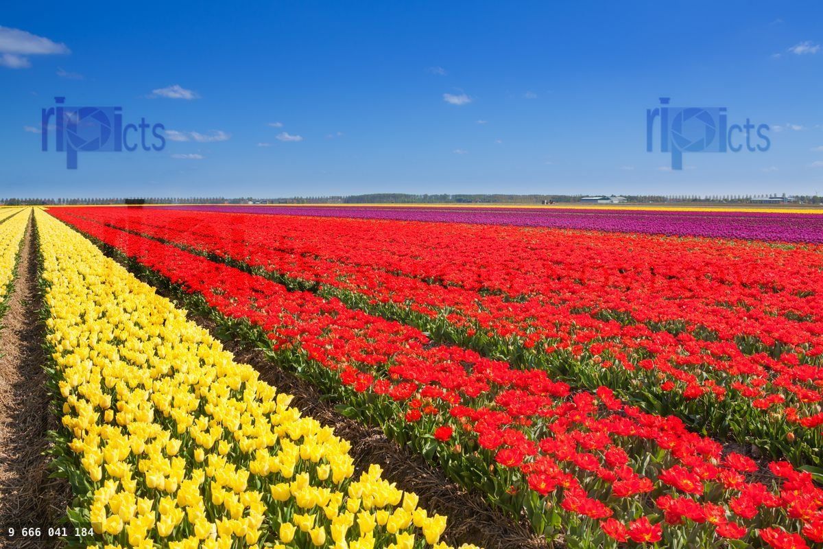 Wonderful tulip field rows with sky horizon