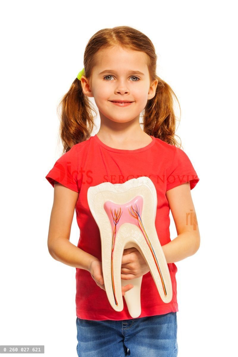 Young girl holding tooth dummy with her hands