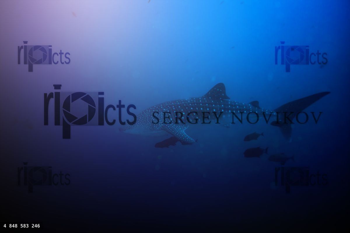 Big whale shark deep underwater in Pacific water