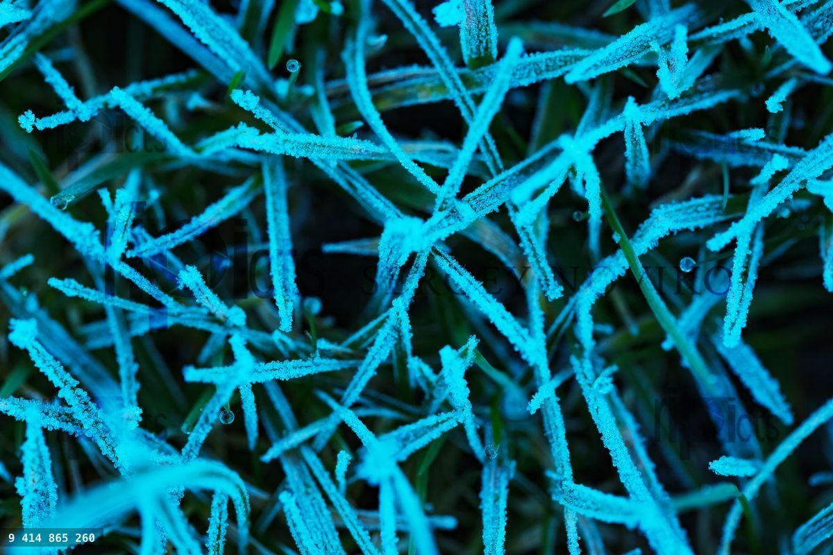 Frozen blades of grass on the lawn at winter day