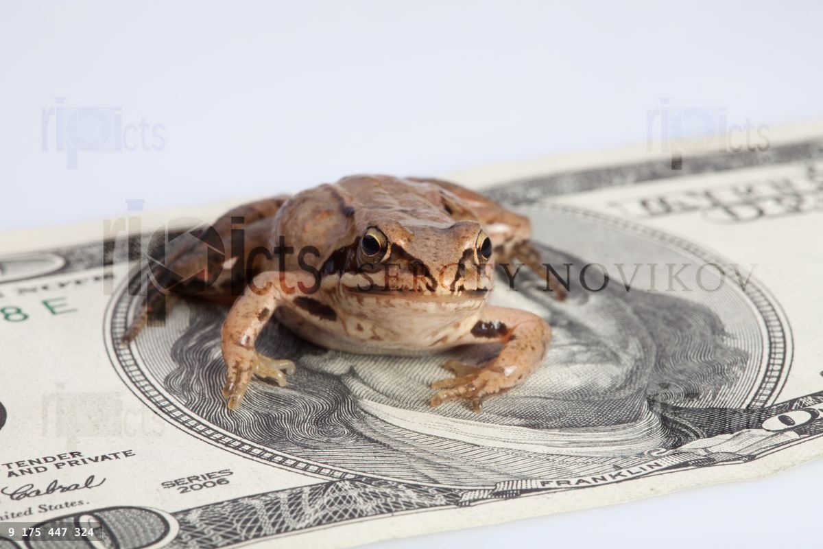Frog sitting on the dollar