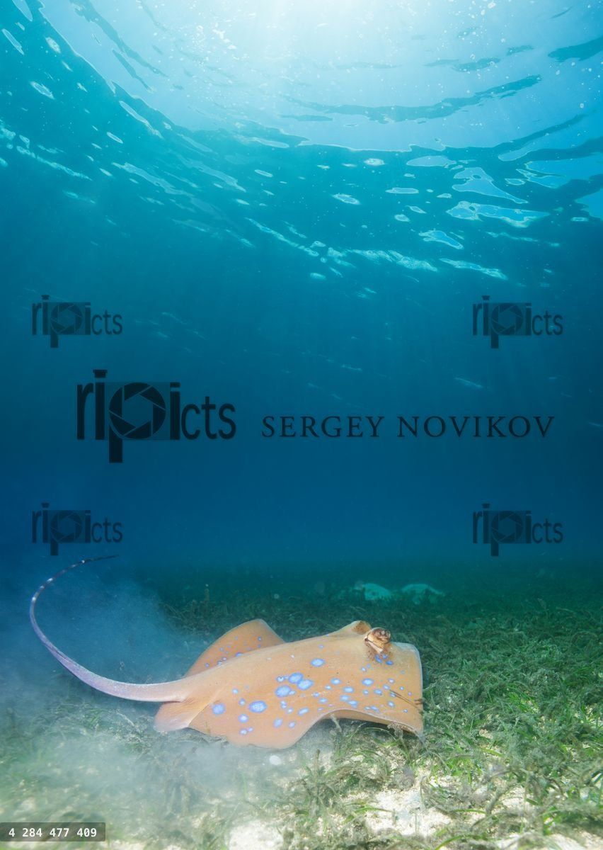 Blue spotted sting ray