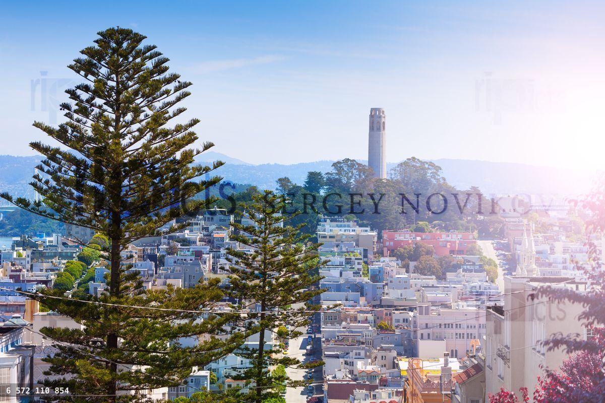 Coit Tower behind fir tree over the San Francisco
