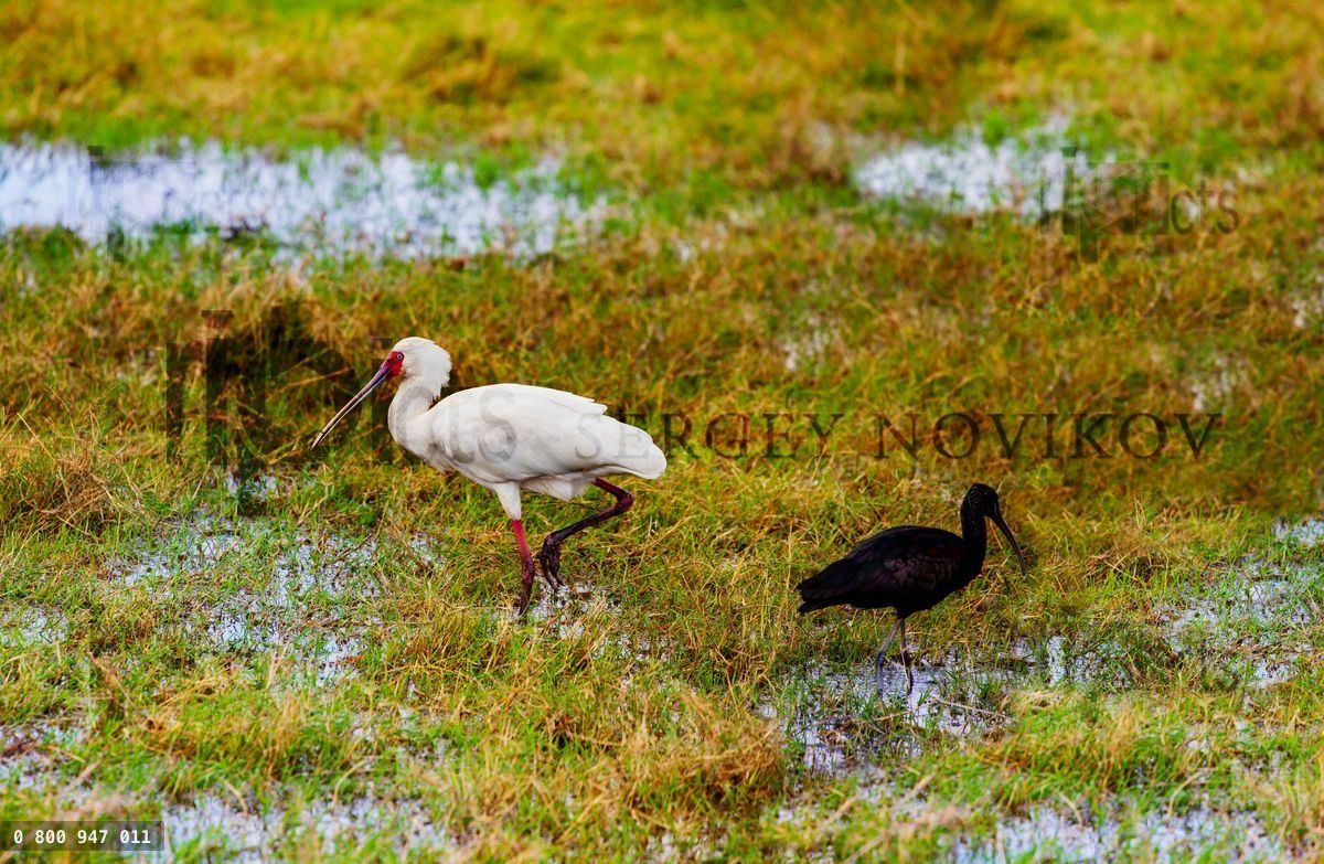 Yellow billed stork Ibis bird walking in Kenya bog